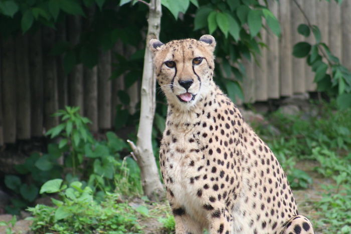 Zookeepers Share How Animals Are Reacting To The Lack Of Visitors