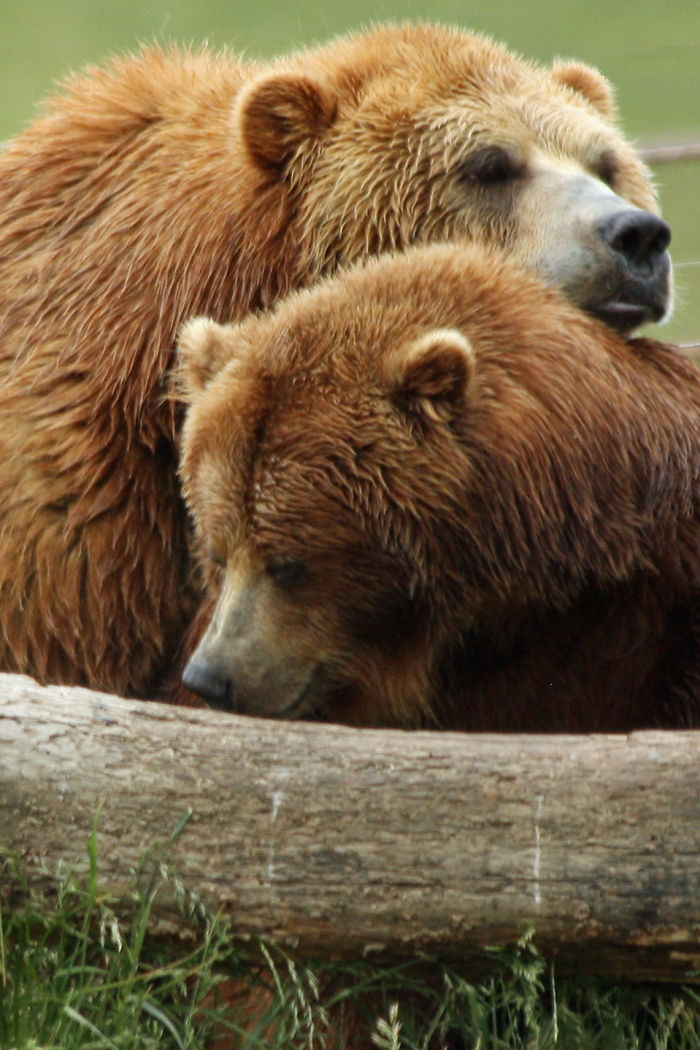 Zookeepers Share How Animals Are Reacting To The Lack Of Visitors