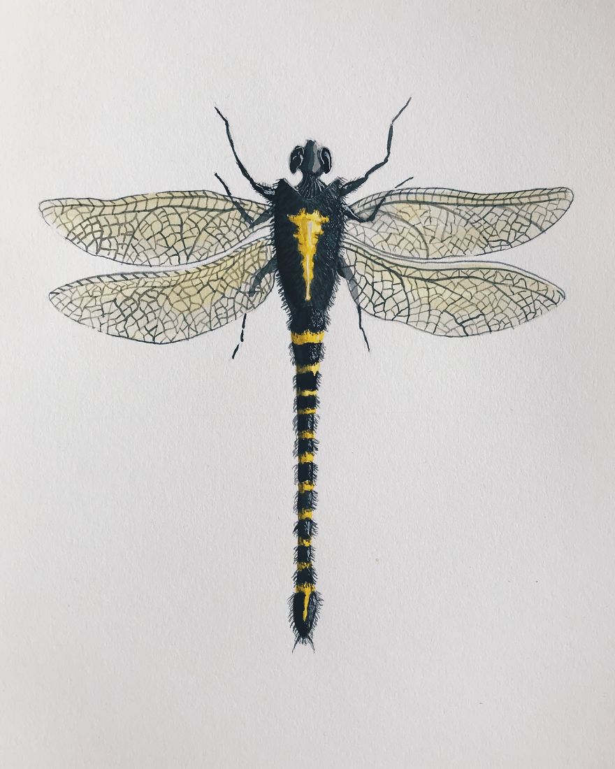 I Made These Surreal Insects Combining Only Black And Yellow Watercolor