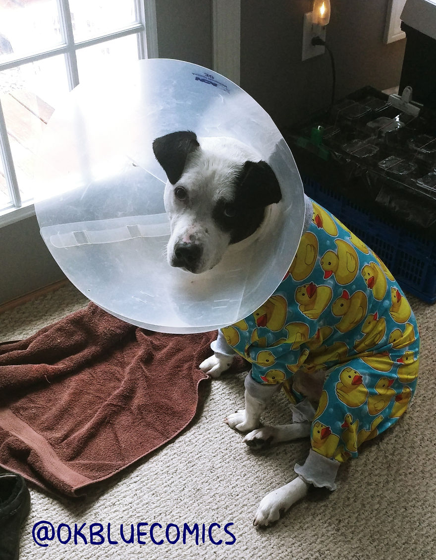 My Dog's Knee Surgery—Life In Blue My Dog's Knee Surgery—Life In Blue
