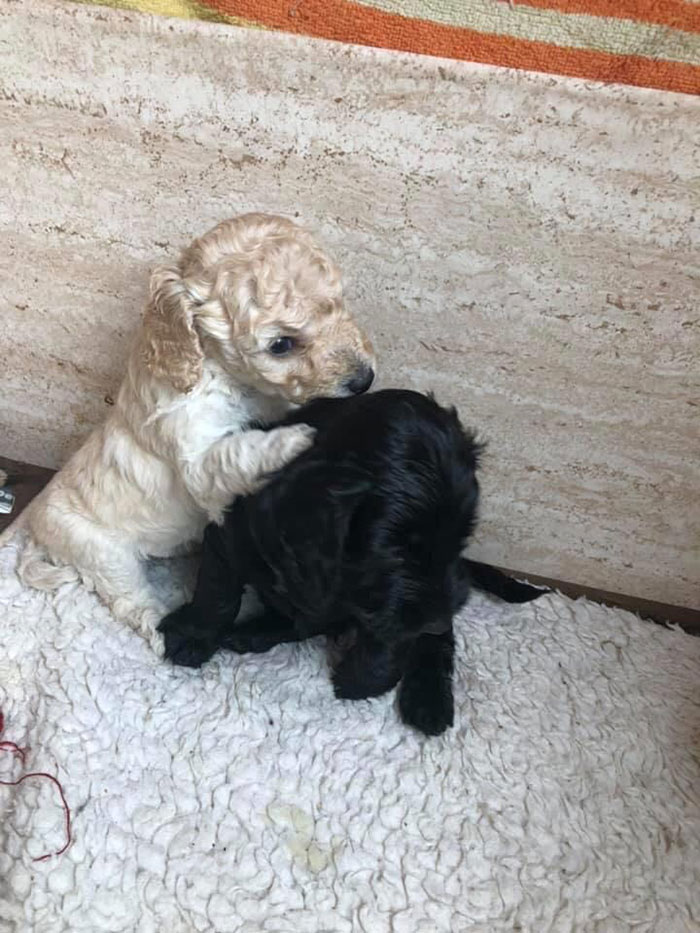 Dogs From The Same Litter Recognize Each Other When They Accidentally Meet On The Street