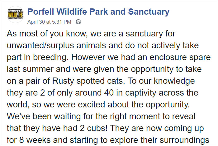 Sanctuary For Unwanted Animals Takes In A Pair Of Rare Rusty-Spotted Cats, Reveals They Have Two Adorable Babies