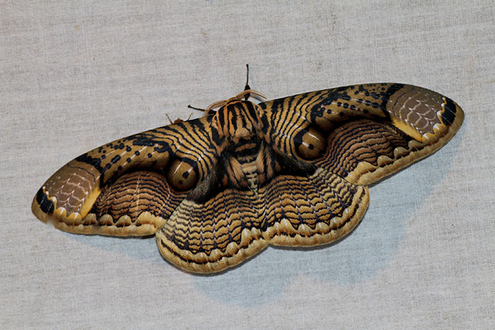Wildlife Photographer Shares Mesmerizing Footage Of A Giant Brahmin Moth With Tiger Eye Wing Pattern Wildlife Photographer Shares Mesmerizing Footage Of A Giant Brahmin Moth With Tiger Eye Wing Pattern