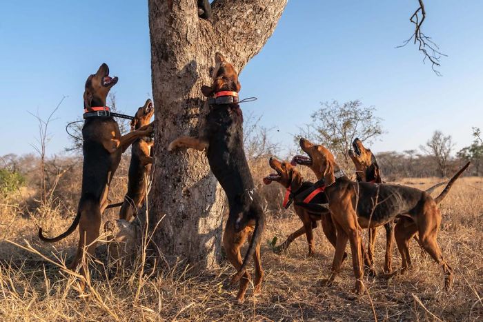 Dogs Trained To Protect Wildlife Save 45 Rhinos From Poachers