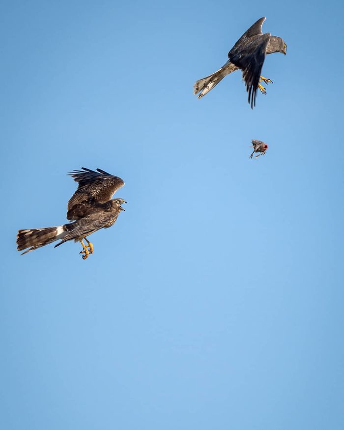 Photographer Captured Two Northern Harriers Exchanging Prey Mid-Air Photographer Captured Two Northern Harriers Exchanging Prey Mid-Air