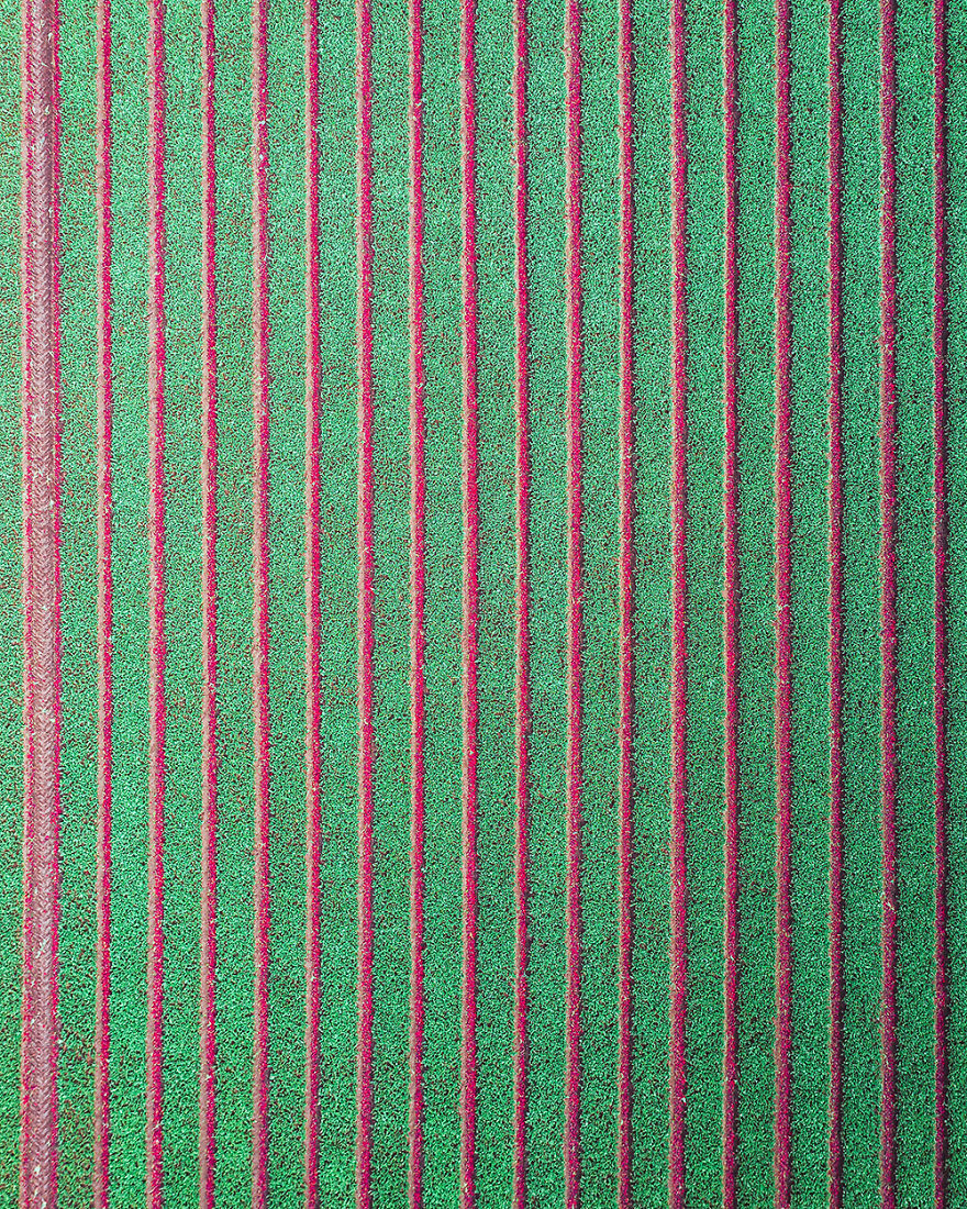 Tulip Cuttings Between Green Trenches (Poland)