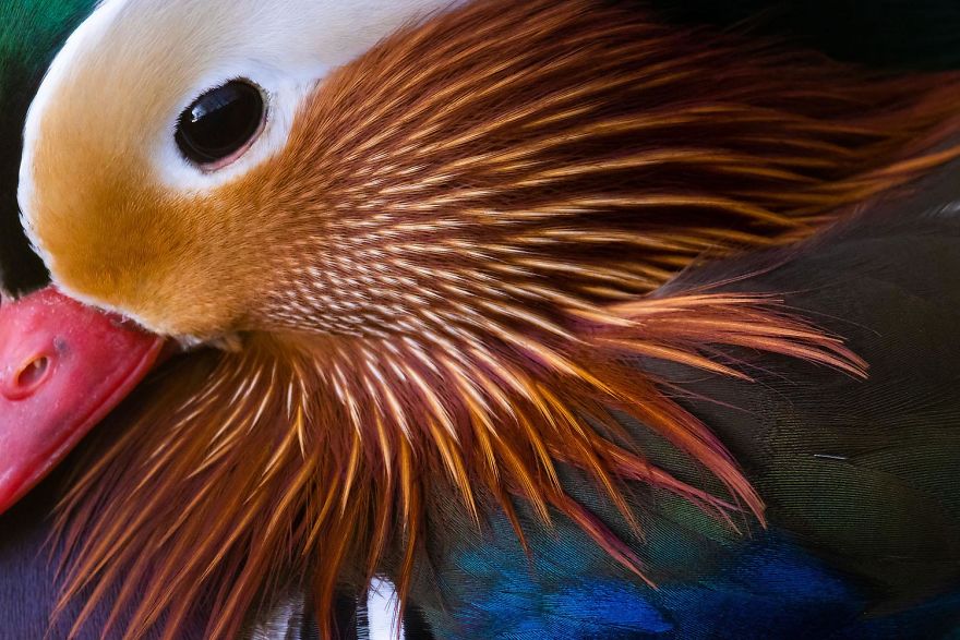 10th Place, Birds. Detail By Christoph Kaula