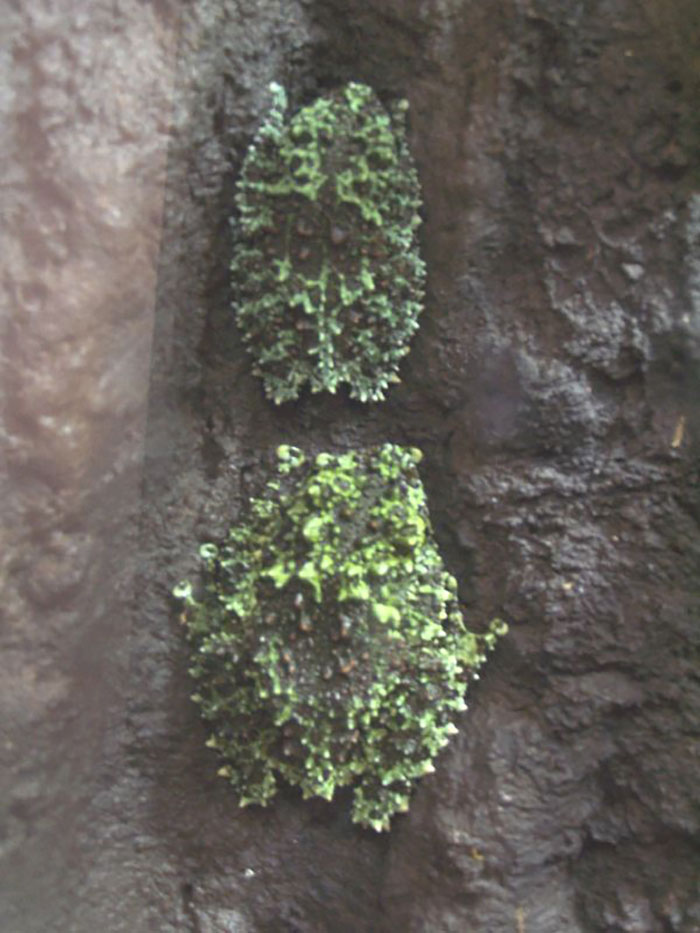 Vietnamese Mossy Frog