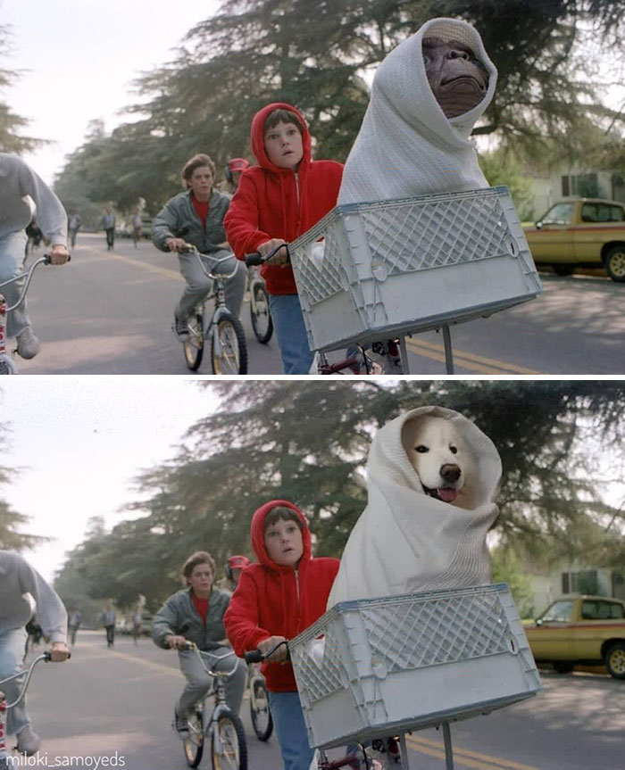 Much Prefer Sitting In A Basket And Being Driven Around By You Than Running Alongside You, Human - Polly