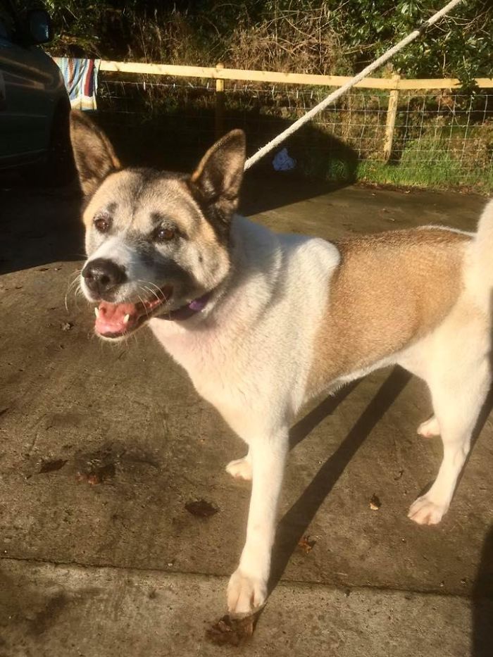Dog Owner Searches For A Replacement Dog But Instead Finds His Lost Dog Who Was Stolen A Year Ago Dog Owner Searches For A Replacement Dog But Instead Finds His Lost Dog Who Was Stolen A Year Ago