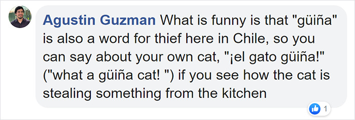 Smallest Wild Cat In Western Hemisphere Gets Cuter As Video Unveils What It Sounds Like Smallest Wild Cat In Western Hemisphere Gets Cuter As Video Unveils What It Sounds Like