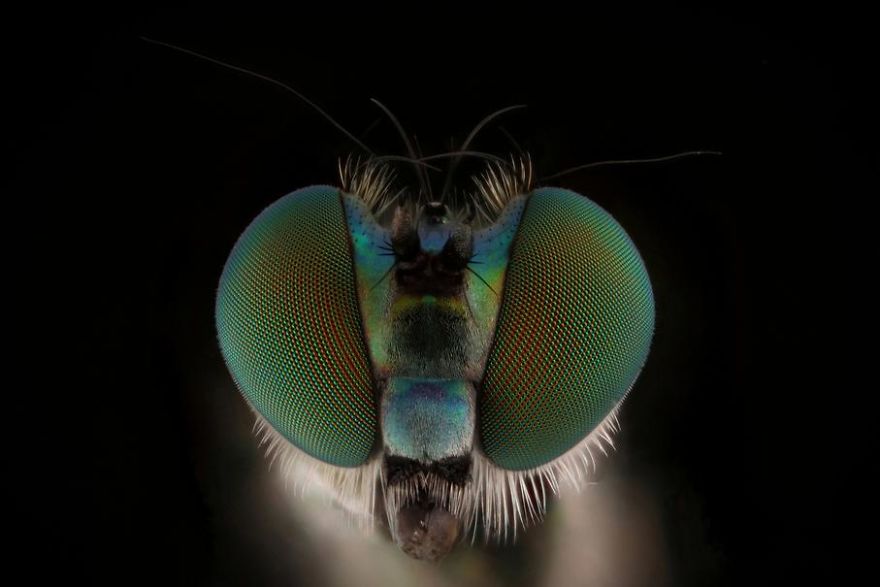 Long-Legged Fly