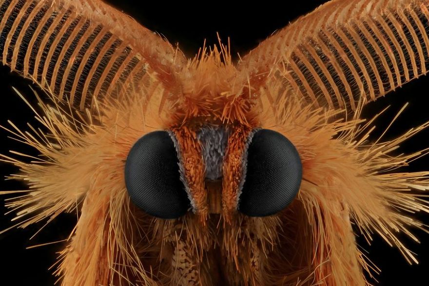 Butterfly Moth Yellow