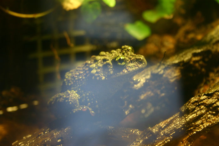 Vietnamese Mossy Frog