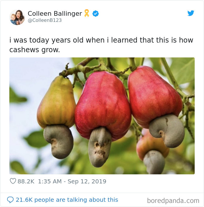 ColleenB123 tweets about cashews and picture of cashews growing