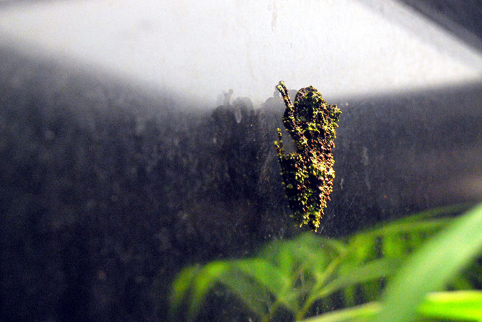 Vietnamese Mossy Frog