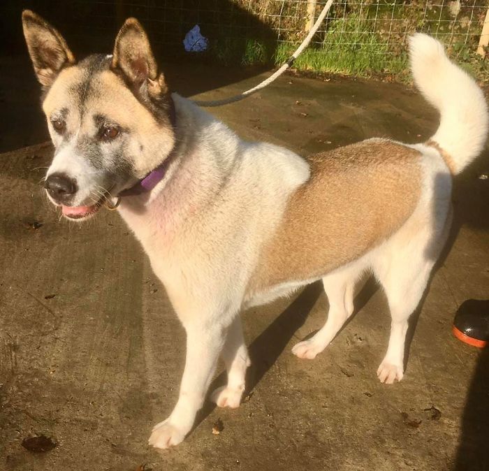 Dog Owner Searches For A Replacement Dog But Instead Finds His Lost Dog Who Was Stolen A Year Ago