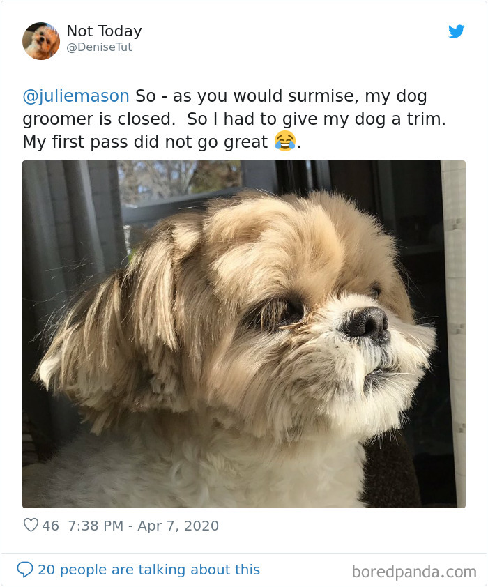 So I Had To Give My Dog A Trim