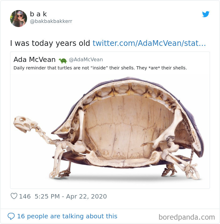 bakbakbakkerr tweets about turtles and picture of turtle inside