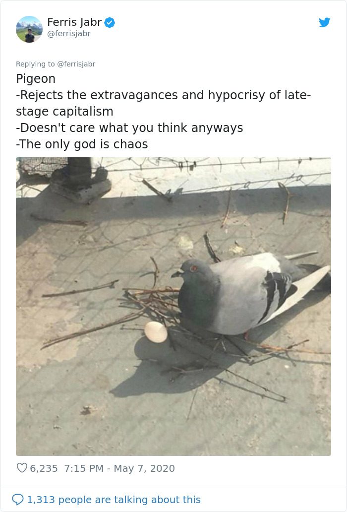 Pigeon