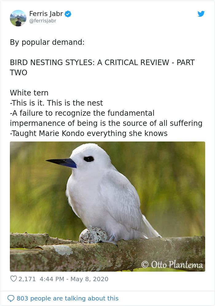 White Tern