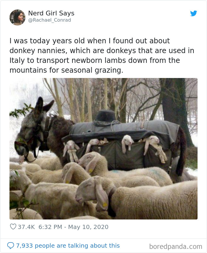 Rachael_Conrad tweets about donkey nannies and picture of donkey with lambs