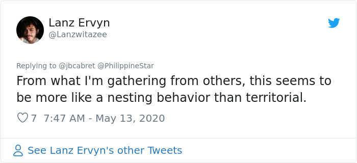 People In The Philippines Spotted Stray Cats Occupying The Circle Marks Near The Market