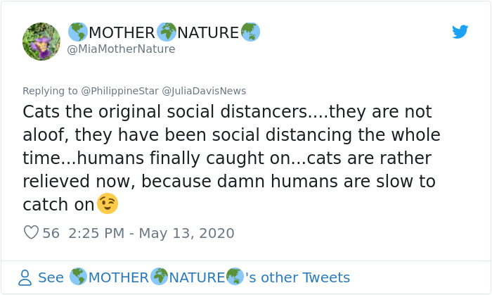 People In The Philippines Spotted Stray Cats Occupying The Circle Marks Near The Market