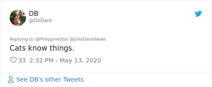 People In The Philippines Spotted Stray Cats Occupying The Circle Marks Near The Market