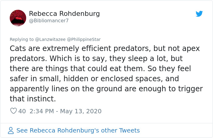 People In The Philippines Spotted Stray Cats Occupying The Circle Marks Near The Market