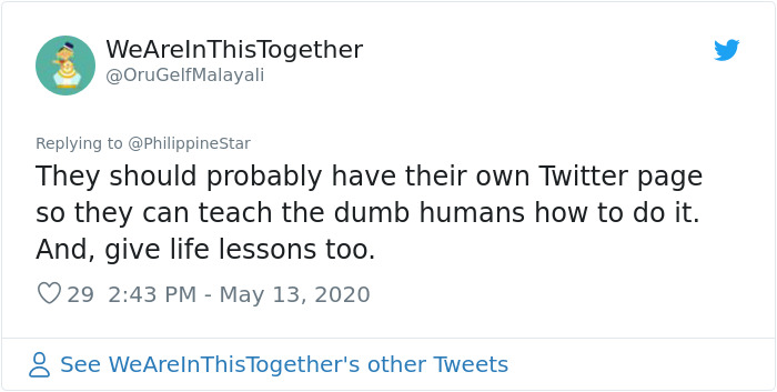 People In The Philippines Spotted Stray Cats Occupying The Circle Marks Near The Market