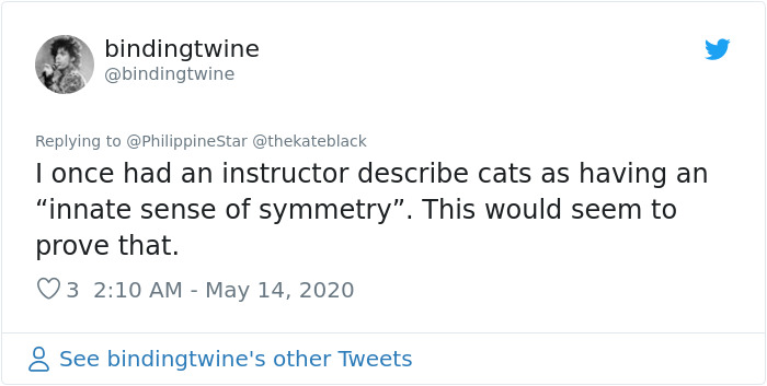 People In The Philippines Spotted Stray Cats Occupying The Circle Marks Near The Market