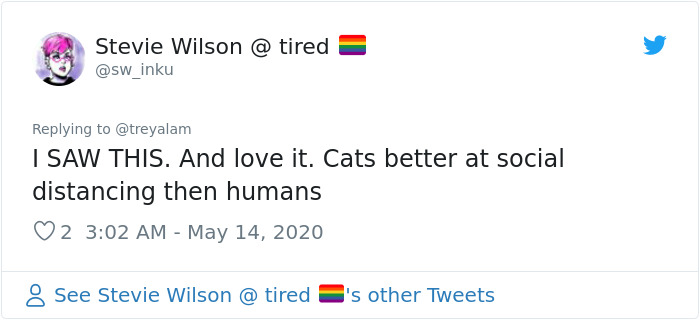 People In The Philippines Spotted Stray Cats Occupying The Circle Marks Near The Market