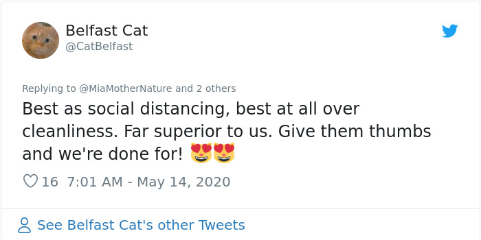 People In The Philippines Spotted Stray Cats Occupying The Circle Marks Near The Market