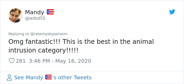 Reporter Can Barely Contain Herself After Her Cats Start Fighting In The Middle Of A Live Broadcast