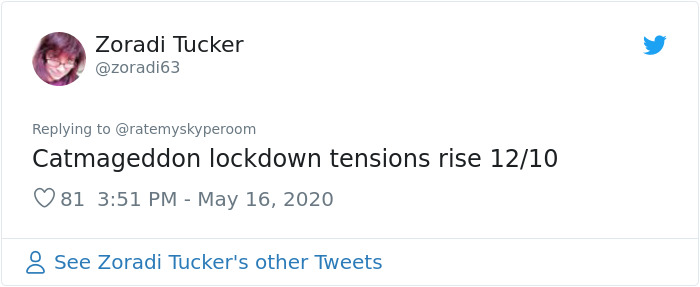 Reporter Can Barely Contain Herself After Her Cats Start Fighting In The Middle Of A Live Broadcast