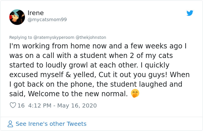 Reporter Can Barely Contain Herself After Her Cats Start Fighting In The Middle Of A Live Broadcast