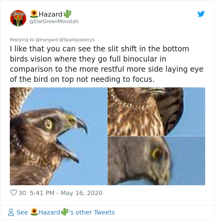 Photographer Captured Two Northern Harriers Exchanging Prey Mid-Air Photographer Captured Two Northern Harriers Exchanging Prey Mid-Air