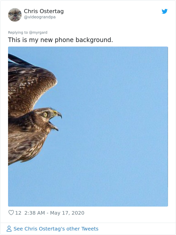 Photographer Captured Two Northern Harriers Exchanging Prey Mid-Air Photographer Captured Two Northern Harriers Exchanging Prey Mid-Air