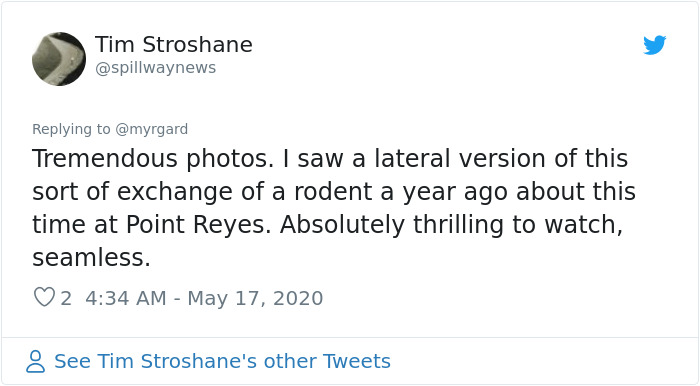Photographer Captured Two Northern Harriers Exchanging Prey Mid-Air Photographer Captured Two Northern Harriers Exchanging Prey Mid-Air