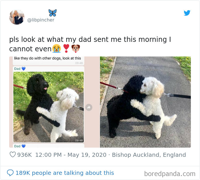 Dogs From The Same Litter Recognize Each Other When They Accidentally Meet On The Street