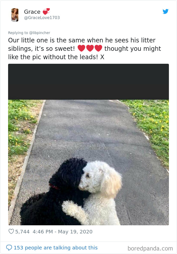 Dogs From The Same Litter Recognize Each Other When They Accidentally Meet On The Street Dogs From The Same Litter Recognize Each Other When They Accidentally Meet On The Street