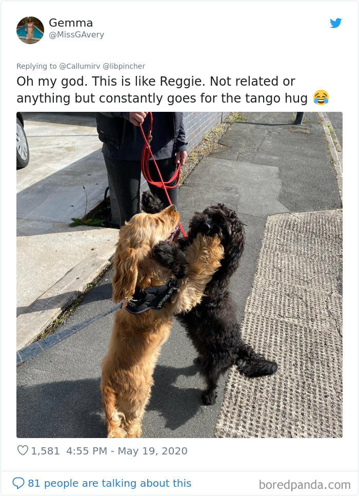 Dogs From The Same Litter Recognize Each Other When They Accidentally Meet On The Street Dogs From The Same Litter Recognize Each Other When They Accidentally Meet On The Street