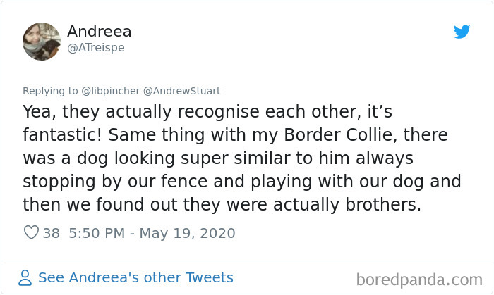 Dogs From The Same Litter Recognize Each Other When They Accidentally Meet On The Street Dogs From The Same Litter Recognize Each Other When They Accidentally Meet On The Street