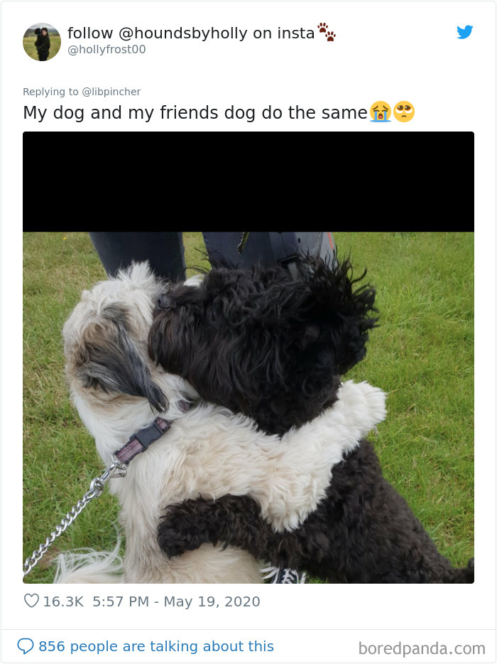 Dogs From The Same Litter Recognize Each Other When They Accidentally Meet On The Street Dogs From The Same Litter Recognize Each Other When They Accidentally Meet On The Street