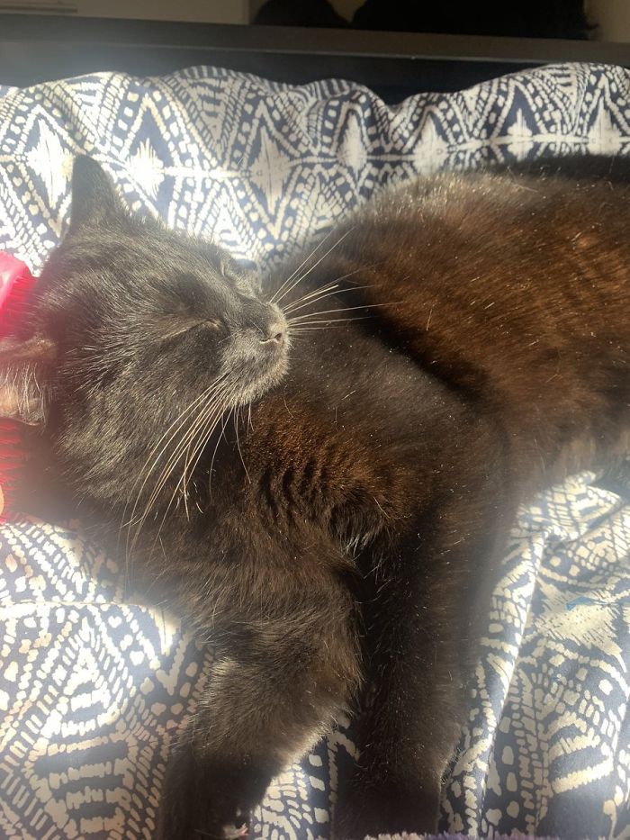 Kid Pours Water Over Woman's Cat So She Teaches Him A Lesson By Pouring A Basin Of Water On Him