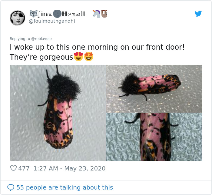 Woman Notices A Fancy Moth In Her Backyard, Turns Out It's The Cosmoth