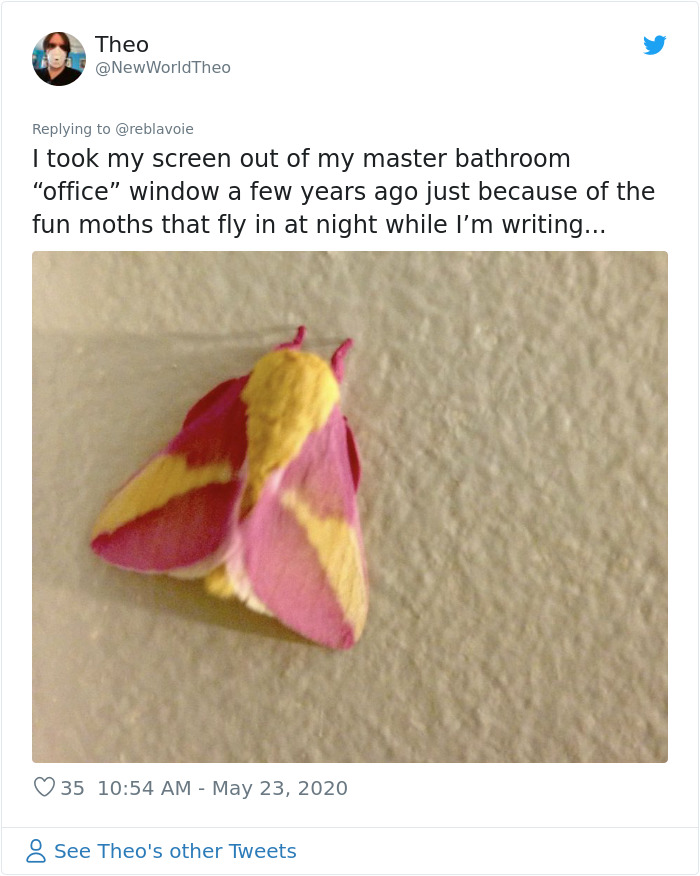 Woman Notices A Fancy Moth In Her Backyard, Turns Out It's The Cosmoth Woman Notices A Fancy Moth In Her Backyard, Turns Out It's The Cosmoth