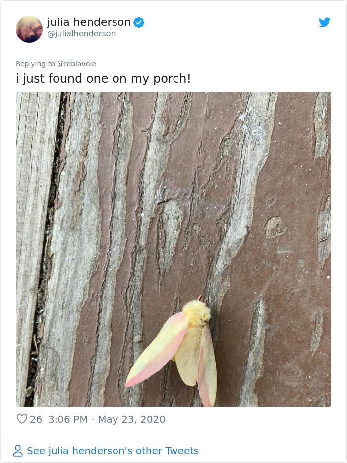 Woman Notices A Fancy Moth In Her Backyard, Turns Out It's The Cosmoth