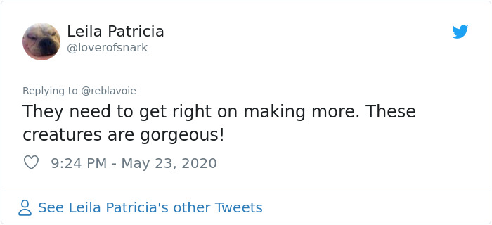 Woman Notices A Fancy Moth In Her Backyard, Turns Out It's The Cosmoth Woman Notices A Fancy Moth In Her Backyard, Turns Out It's The Cosmoth